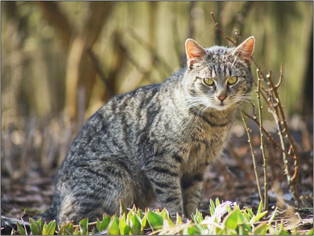 Raising Awareness for Feral Cats: Understanding Their Needs