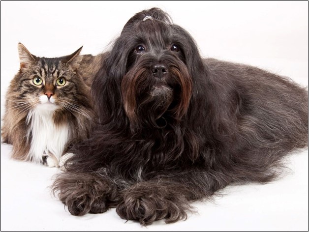 Essential Advice for Going on Holidays with Pets